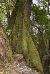 Image: K.A. Ford © Landcare Research 2015 